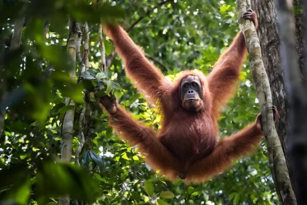 1 days jungle trek bukit lawang