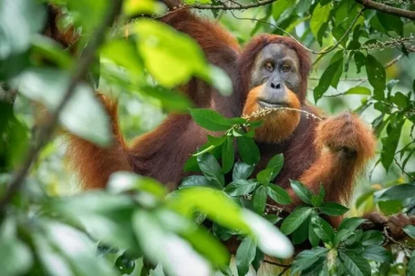 3 days jungle trek bukit lawang