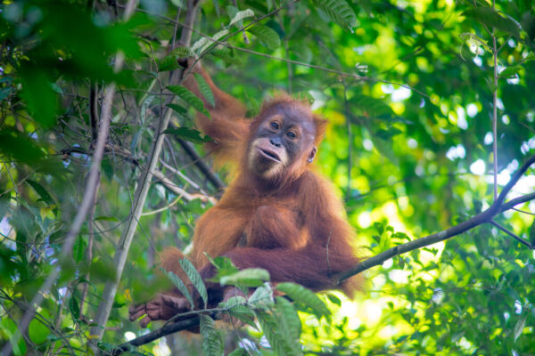 4 days jungle trek bukit lawang 45