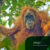Affordable-Bukit-Lawang-Tour-Package
