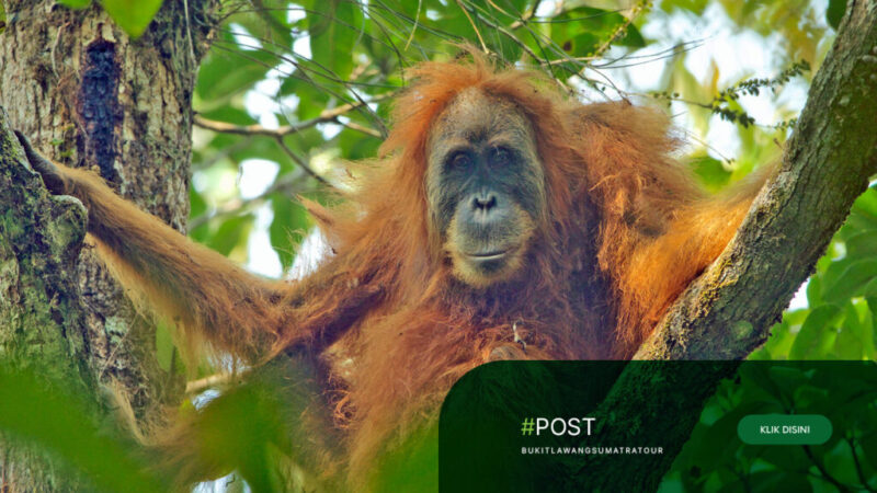 Affordable-Bukit-Lawang-Tour-Package