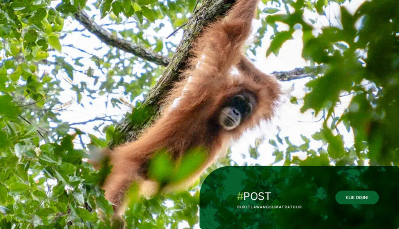 Best-Jungle-Trekking-Tour-in-Bukit-Lawang