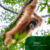 Best-Jungle-Trekking-Tour-in-Bukit-Lawang