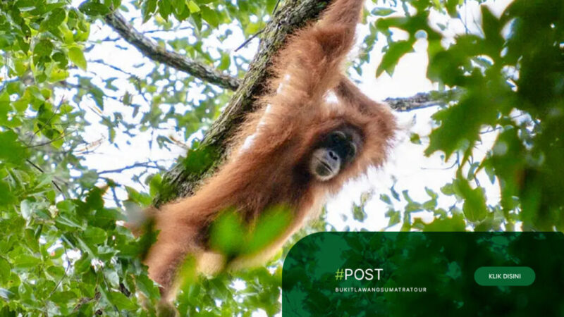 Best-Jungle-Trekking-Tour-in-Bukit-Lawang