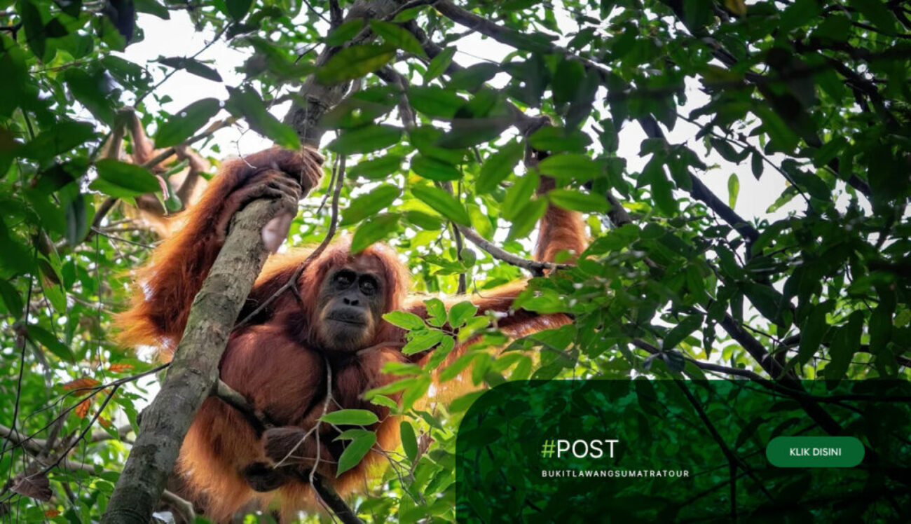 Orangutan-Trekking-and-Jungle-Adventure