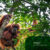 Orangutan-Trekking-and-Jungle-Adventure