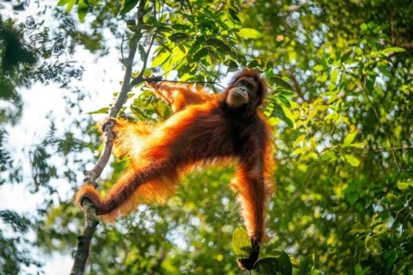 north Sumatra adventure