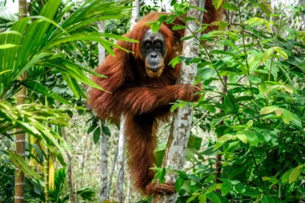 north Sumatra adventure