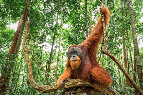 north Sumatra adventure
